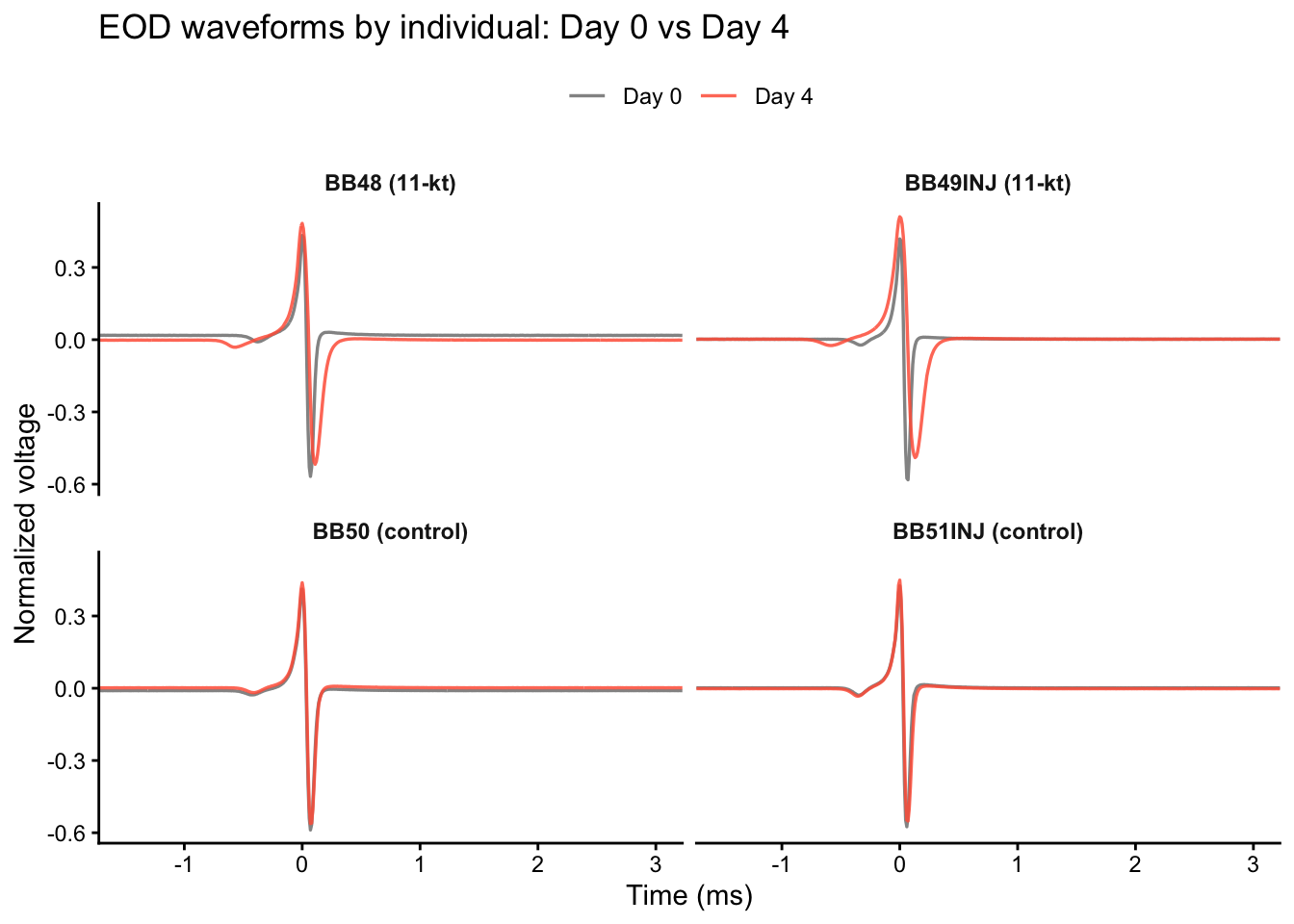 Four faceted panels, one per fish. Each panel shows two overlaid normalized EOD waveforms: Day 0 in grey and Day 4 in red, centred on the P1 peak. The two 11-kt fish show a clear rightward extension of the waveform by Day 4; the two control fish waveforms are nearly identical across days.
