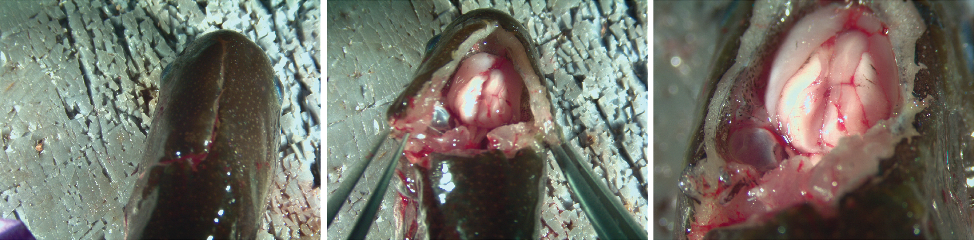 Diagram of a mormyrid fish head from above, showing the skull cuts used to access the brain and the anatomy of the brain after the valvula cerebelli is lifted away.