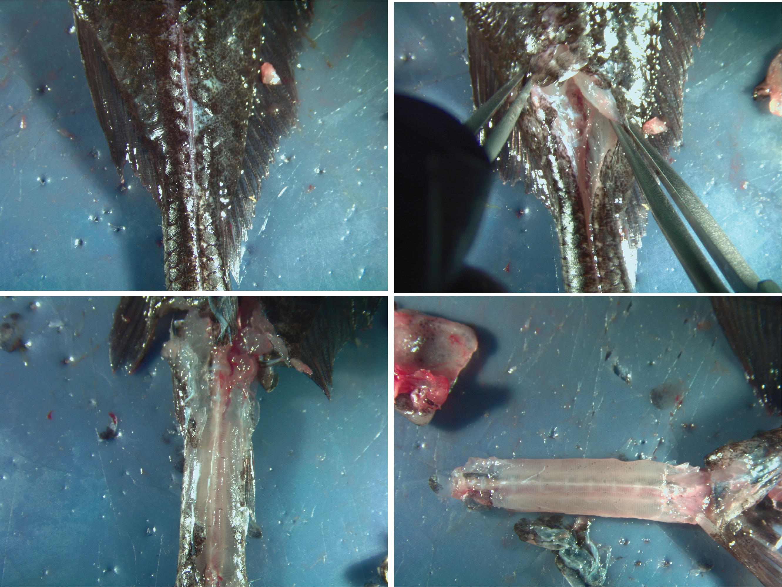 Diagram of a mormyrid fish from a lateral and dorsal view, showing the location of incisions used to access the electric organ in the caudal peduncle.