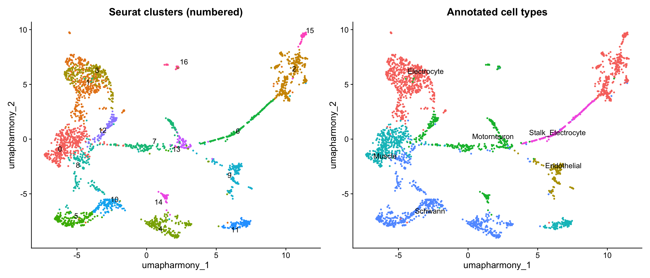 Side-by-side UMAP panels: left shows the raw numbered Seurat clusters, right shows those same clusters colored and labeled by annotated cell type. This makes the cluster-to-tissue grouping explicit.