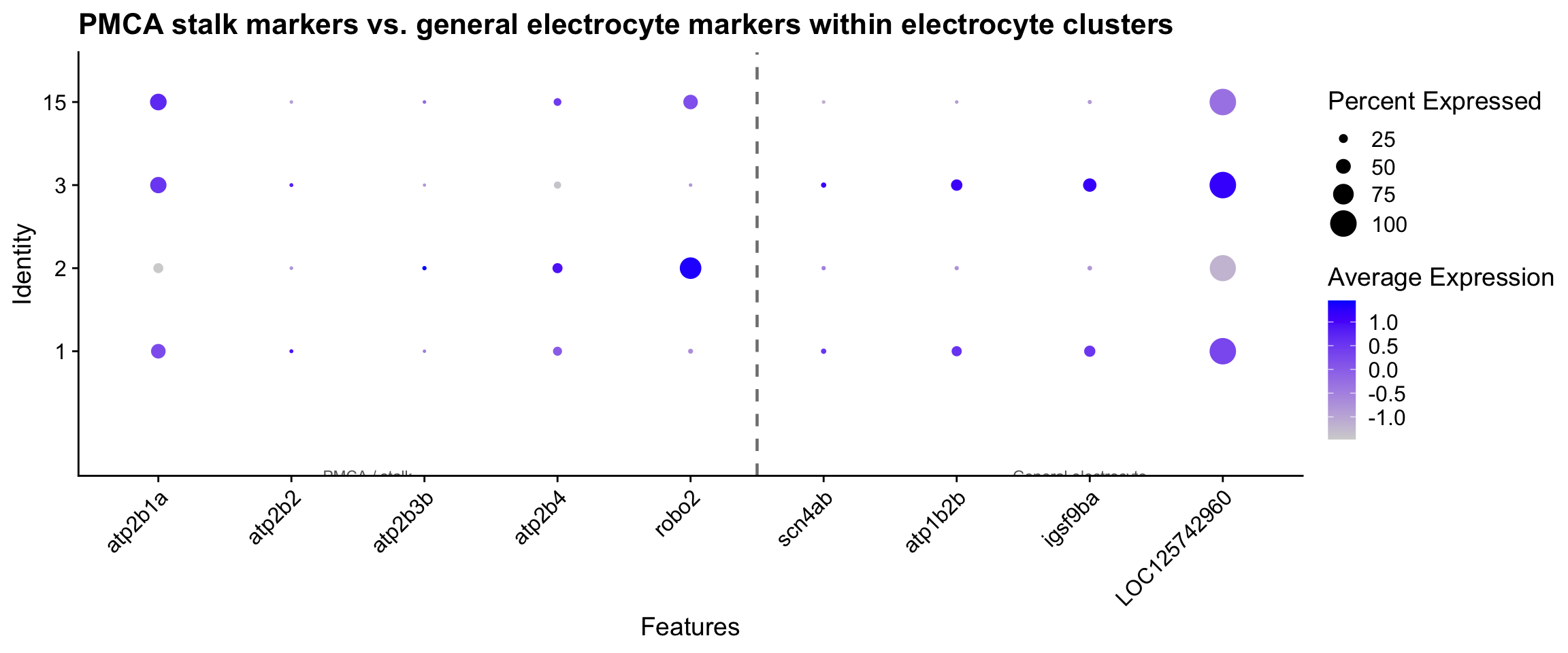 Dot plot comparing PMCA stalk markers (atp2b paralogs and robo2) against general electrocyte channel markers across electrocyte sub-clusters.